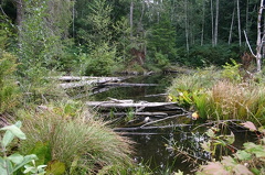Marsh