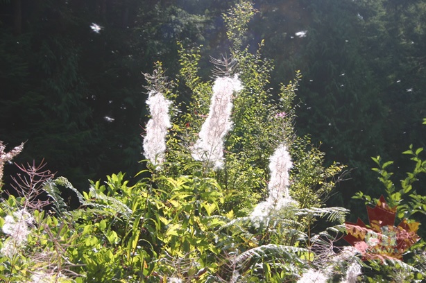 sunshine_coast_trail 002.jpg (2760 visits) sunshine_coast_trail 002.jpg