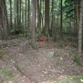 Forest Interpretive Trail