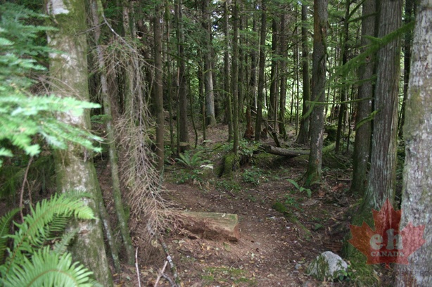 forest_interpretive_trail 002.jpg