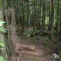 Forest Interpretive Trail