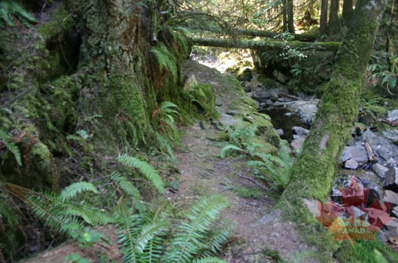 Homesite Creek Trail