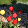 Spring