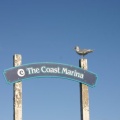 Seabirds