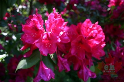 Gardens