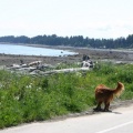 Dog Walking