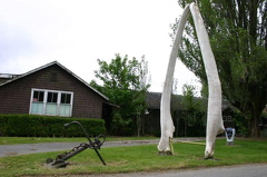 Whale Bones