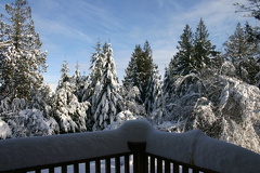 Winter Trees