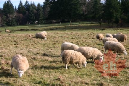 Baaaaaa