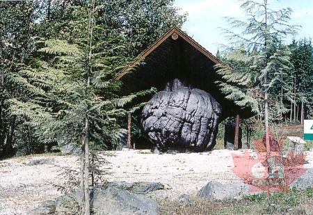 Worlds Largest Burl