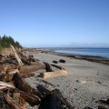 Driftwood Horizons