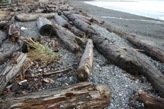driftwood3.jpg