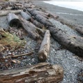 Driftwood Logs