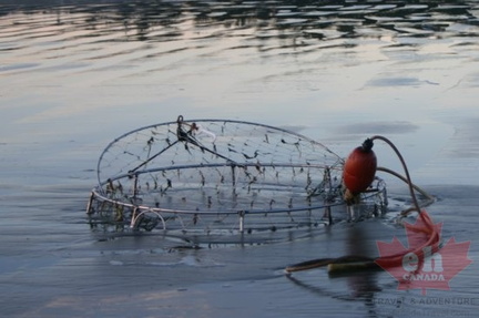 Crab Trap