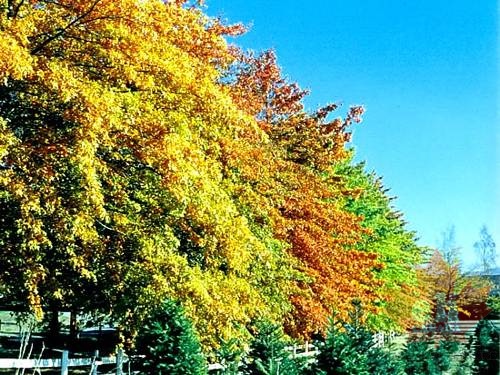 Fall Colours