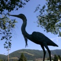 Blue Heron
