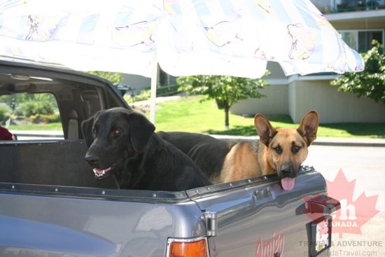 Dogs