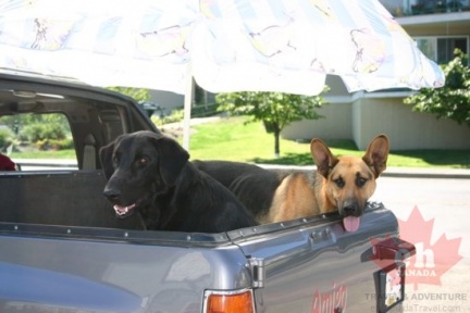 Dogs