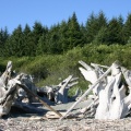 1DriftwoodGathering.jpg