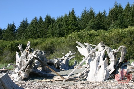 1DriftwoodGathering.jpg