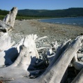 1DriftwoodRibsSanJuanBeach.jpg