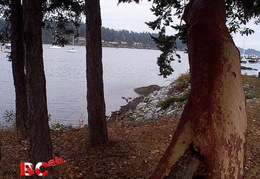 Arbutus Trees - Sidney (2268 visits) Arbutus Trees - Sidney Arbutus Trees - Sidney