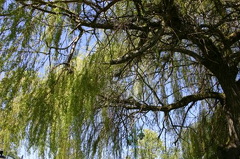 Weeping Willow
