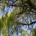 Weeping Willow