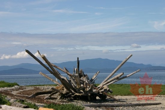 Driftwood