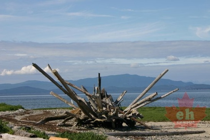 Driftwood
