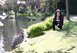 Beacon Hill Park (5243 visits) Blue Heron visits with park enthusiasts Beacon Hill Park