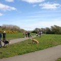 Dallas Road Off Leash Area