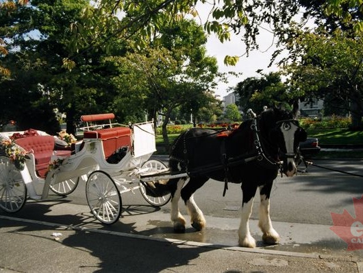 Horse Drawn Carraige (2098 visits) Sightseeing Tours in Inner Harbour Horse Drawn Carraige