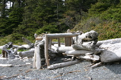 Driftwood Shelter