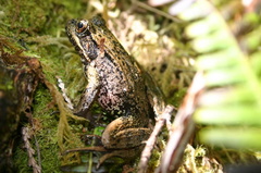 Friends of Frog Internet