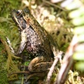 Friends of Frog Internet