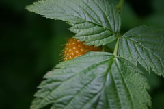 Salmon Berry