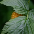 Salmon Berry