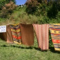 Sirongs in the Wind