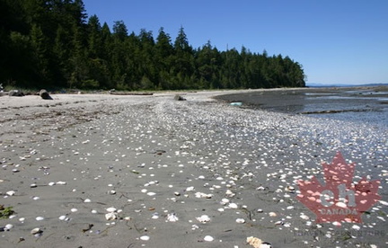 Savary Island Beach