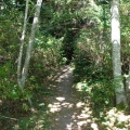 Triangle Lake Trail