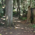 Trail