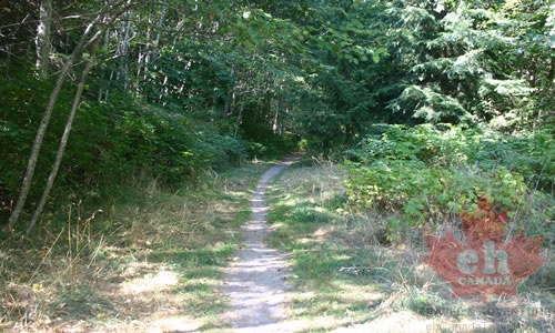 colvin_creek-triangle_lake_trails 006.jpg
