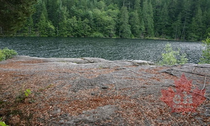Pine needle Cushioned Rock Bluffs