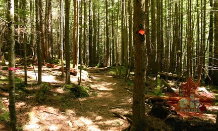 Hiking Trail Through the Trees