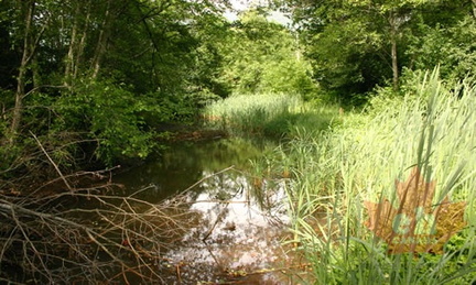 The Tidal Slough