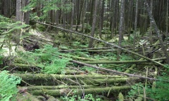 Deadfall Trees