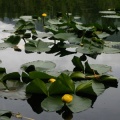 Stump Lake