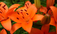 Flowers in Lilly's Garden