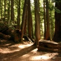 Forest Trails